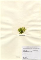 藏品(牡丹菜)的圖片